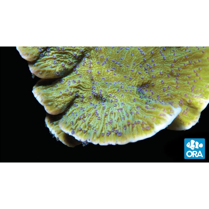 ORA Blue Polyp Capricornis Montipora Coral