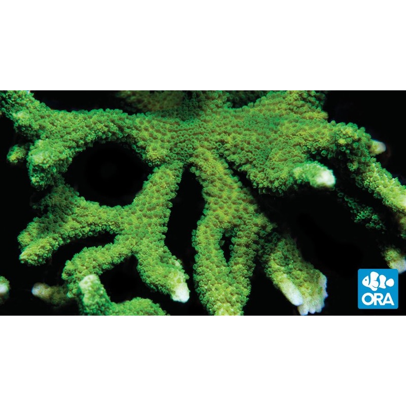 ORA Dark Green Digitata Montipora Coral