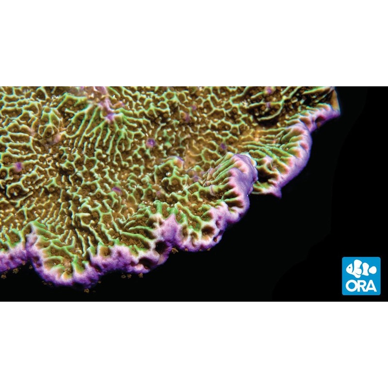 ORA Montipora Confusa Coral