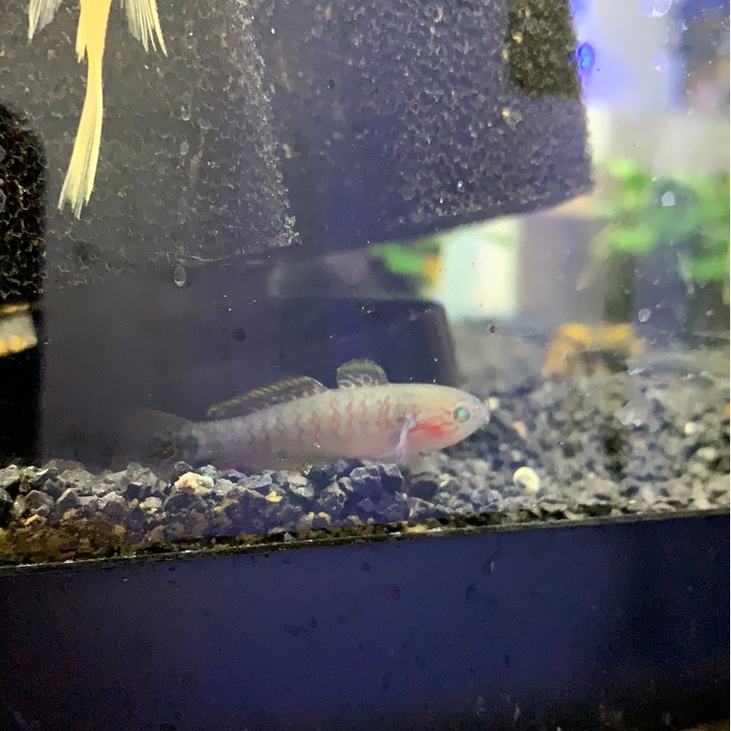 Peacock Gudgeon