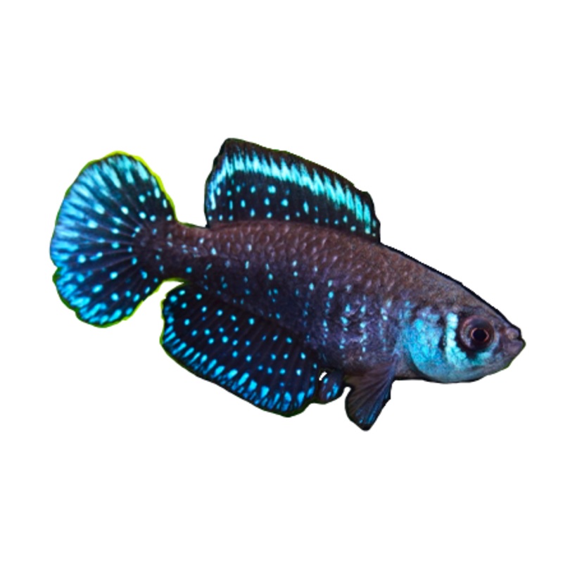 Pearl Killi