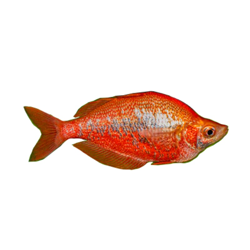 Red Irian Rainbow