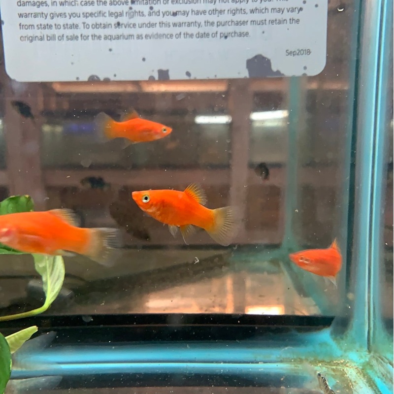 Red Platy