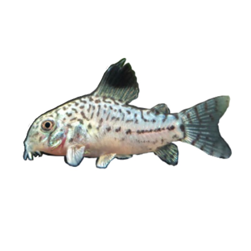 Reticulated Cory Julii false