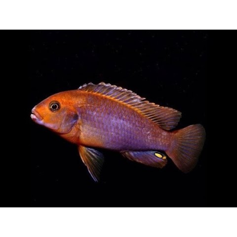 Rusty Cichlid