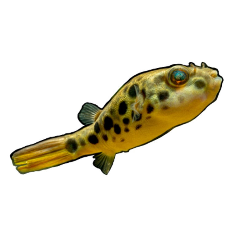 Spotted Congo Leopard Puffer