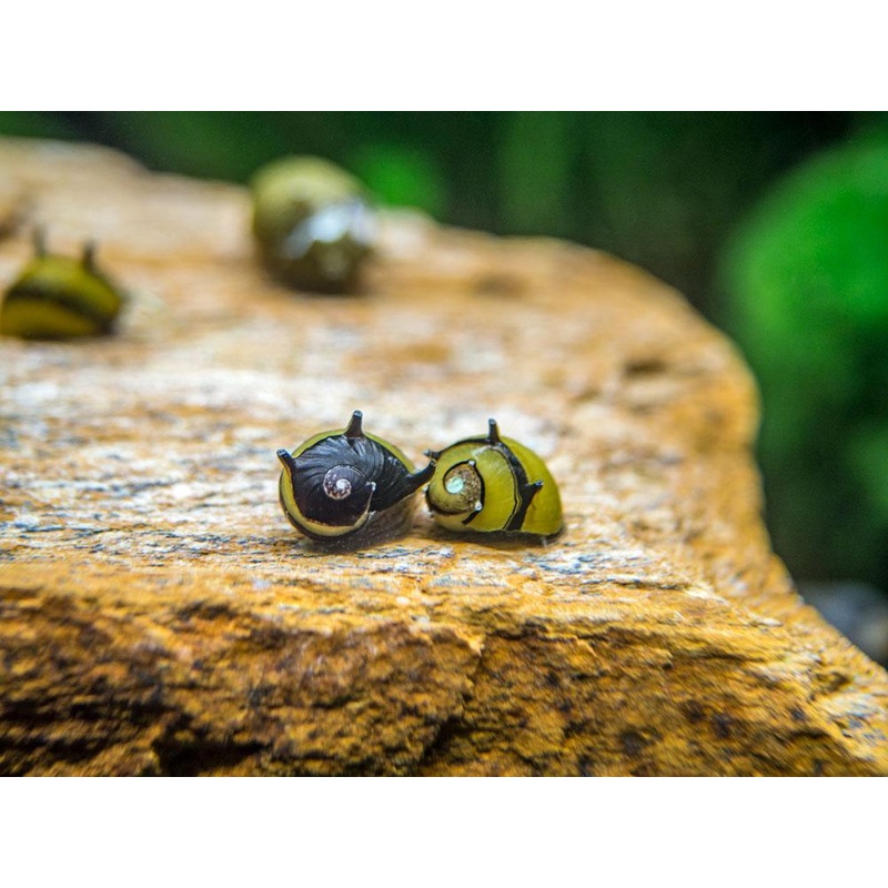 Zebra Thorn Snail