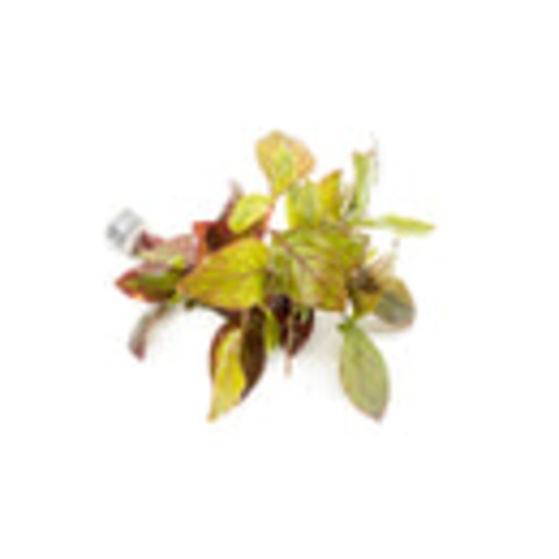 Alternanthera Red Broad Leaf