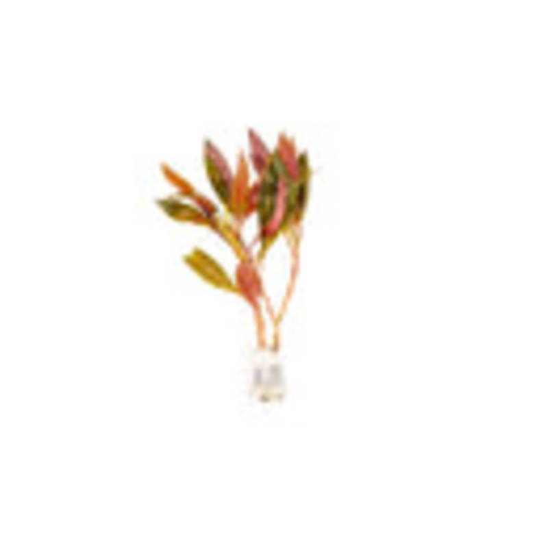 Alternanthera Reineckii