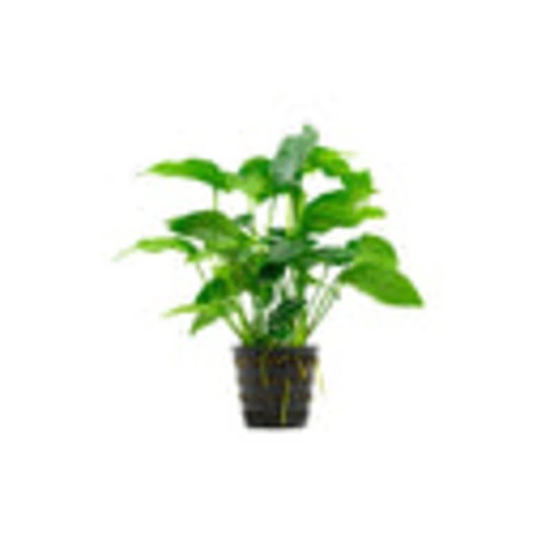 Anubias Barteri Striped Mother Pot