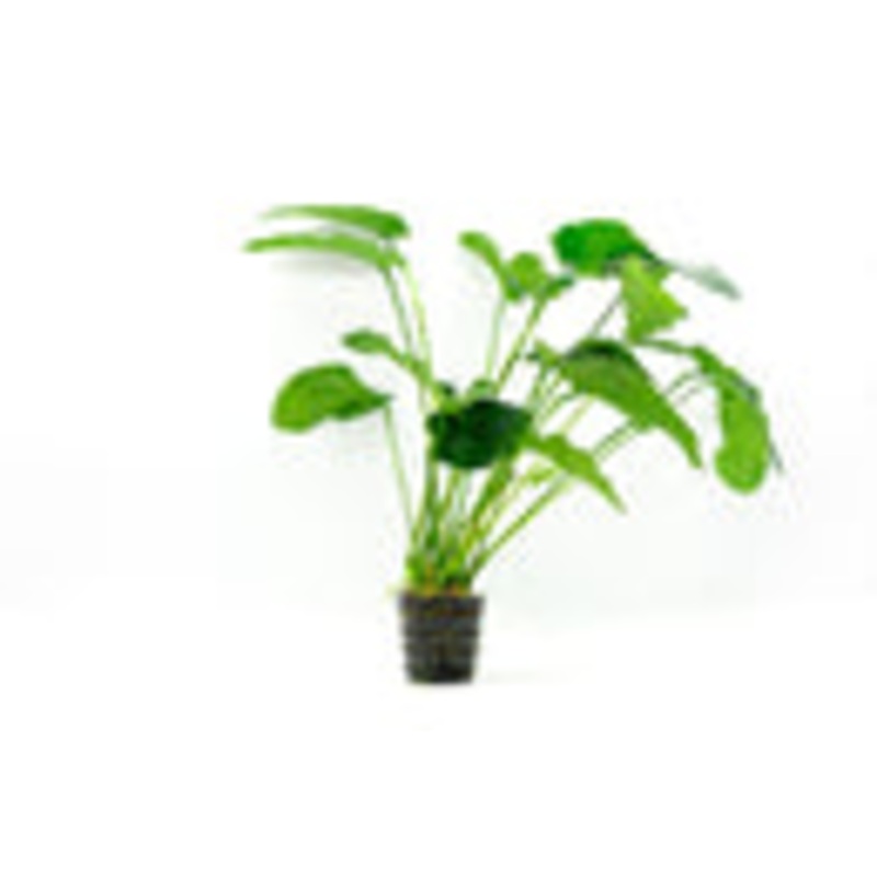 Anubias Barteri Var Barteri Mother Pot