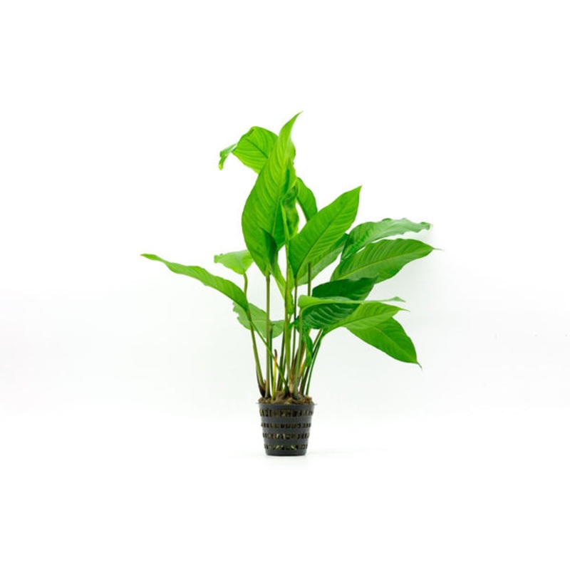 Anubias Heterophylla Mother Pot