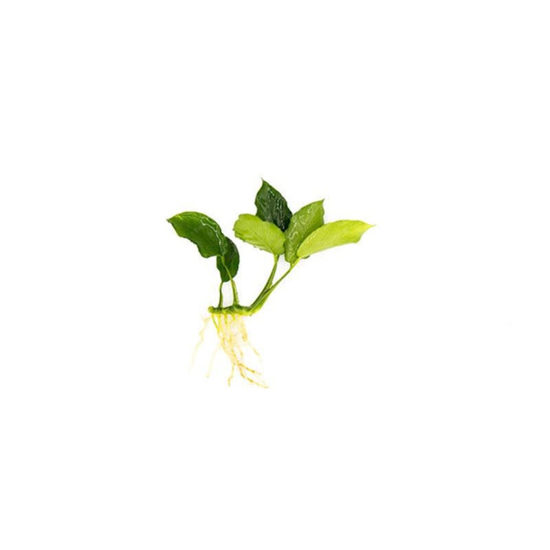 Anubias Nana 'Long Wavy'
