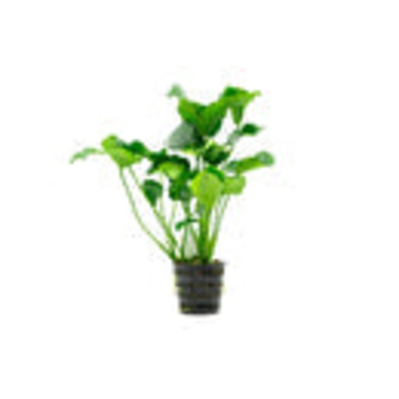 Anubias Nana Mother Pot