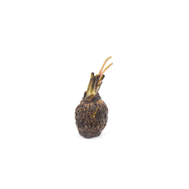 Aponogeton Longiplumulosus