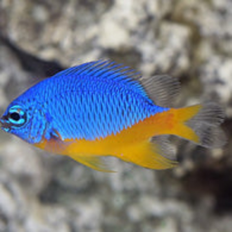 Azure Damselfish