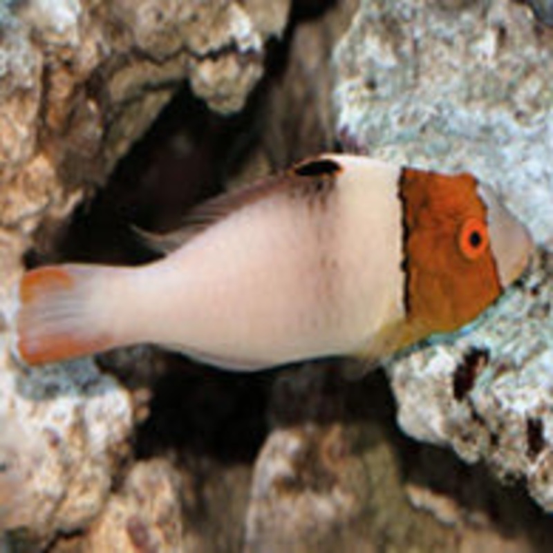 Bicolor Parrotfish