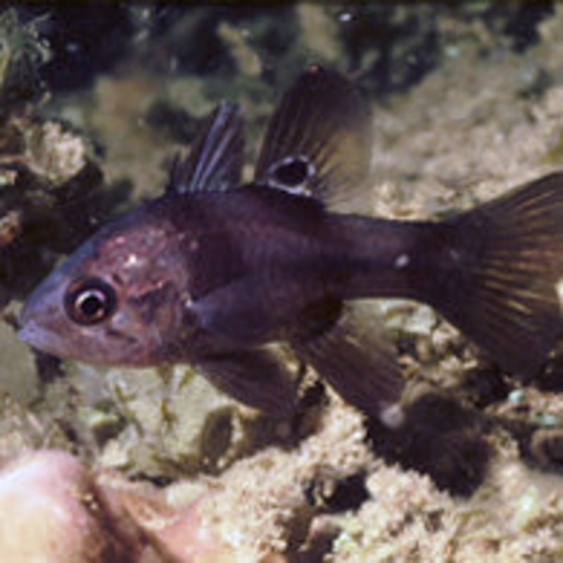 Black Cardinalfish