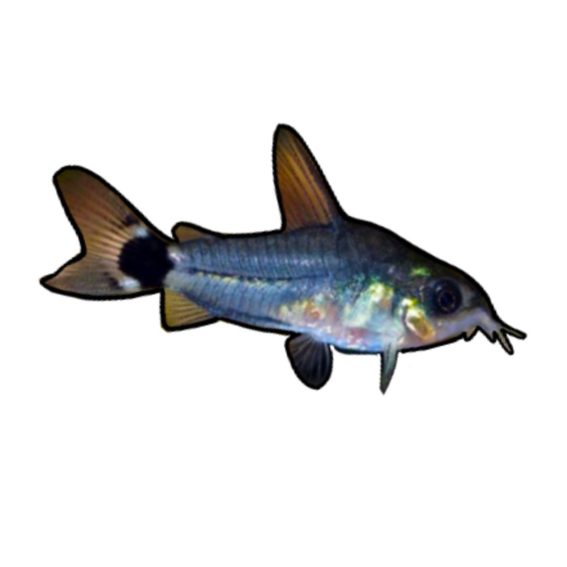Black Diamond Cory Cat