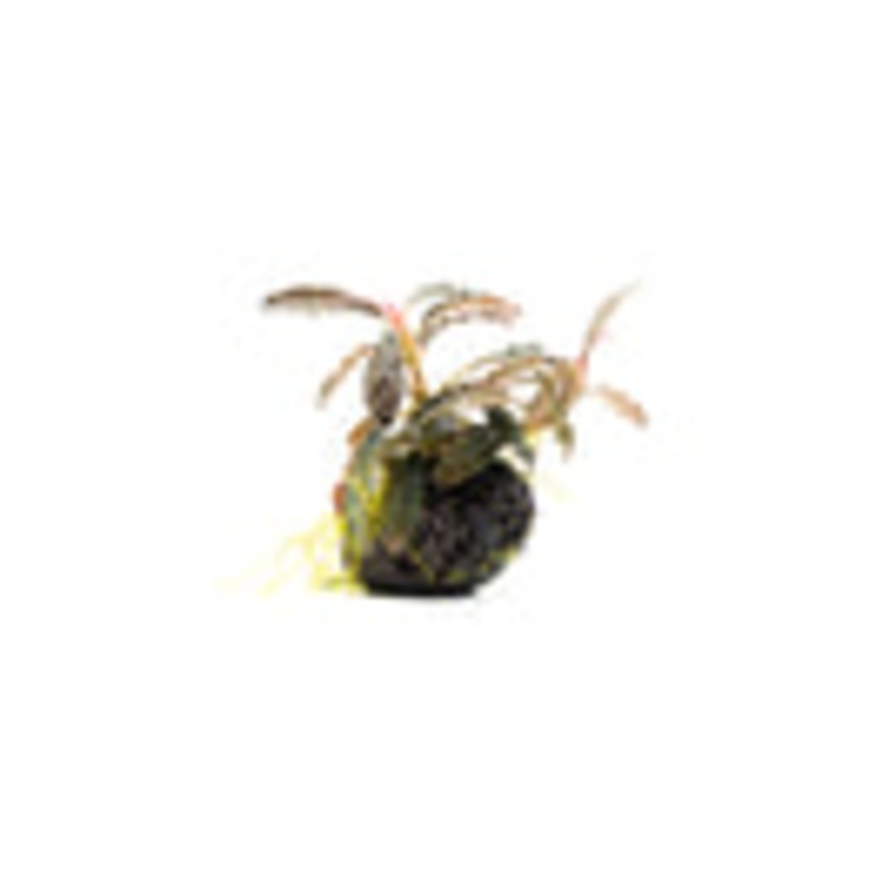 Bucephalandra Godzilla on Lava Stone