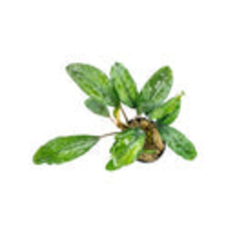 Bucephalandra Green Broad Leaf