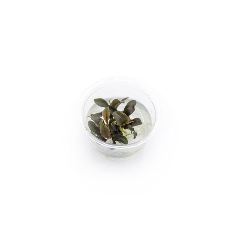 Bucephalandra Red Mini UNS  Tissue Culture