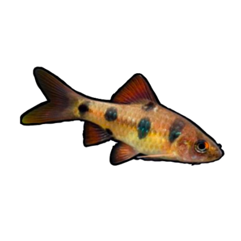 Clown Barb