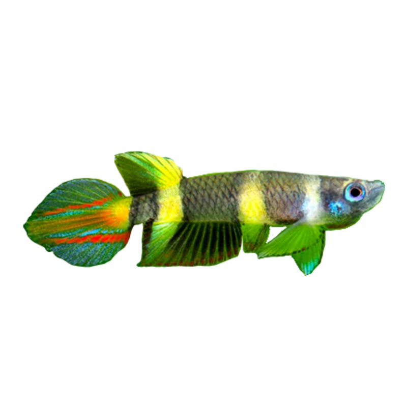 Clown Killifish