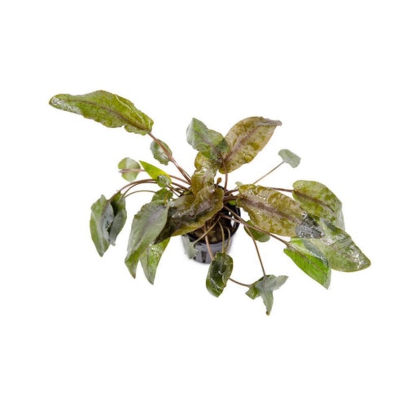 Cryptocoryne Tropica Hybrid