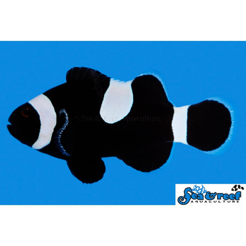 Darwin Black Clownfish