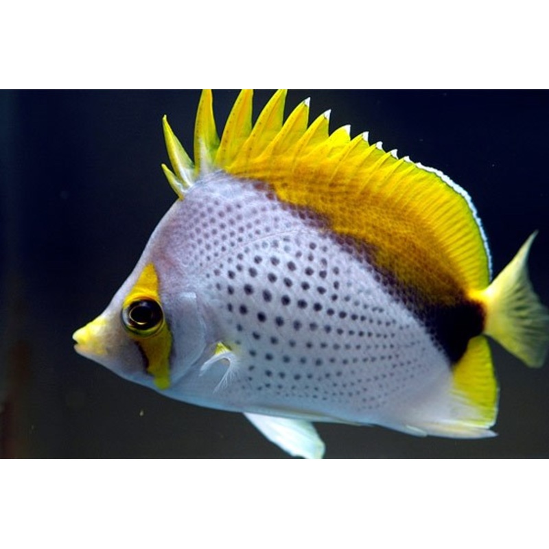 Declives Butterflyfish