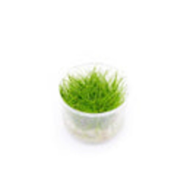 Eleocharis Parvulus Mini - Dwarf Hair Grass UNS Tissue Culture