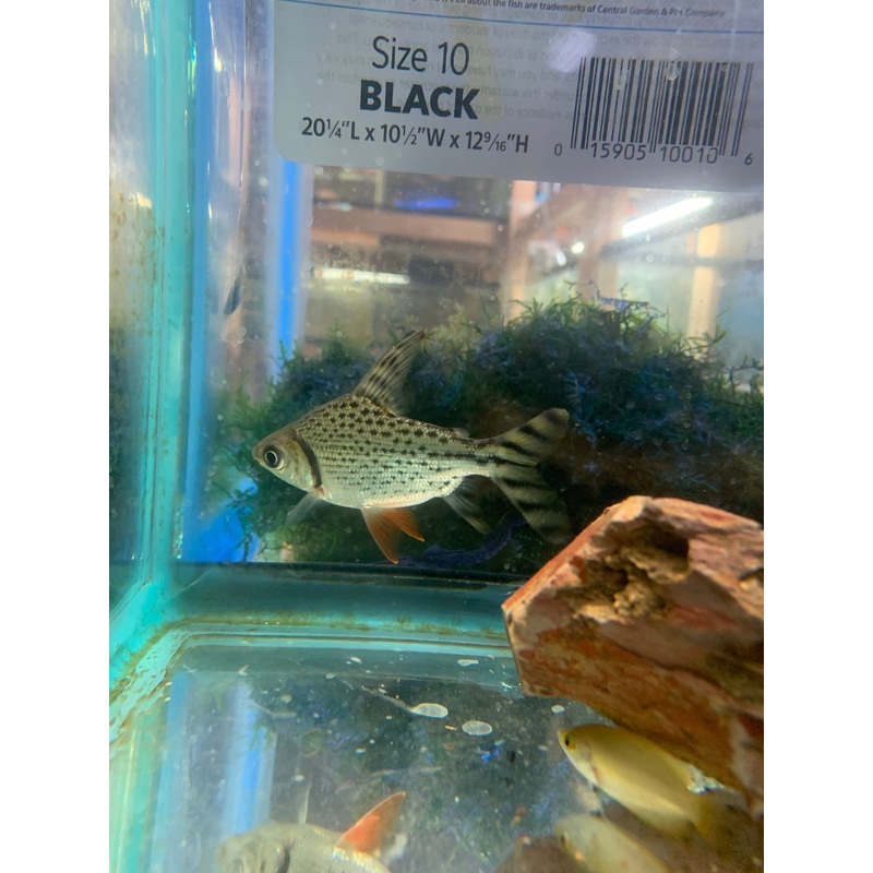 Flagtail Prochilodus