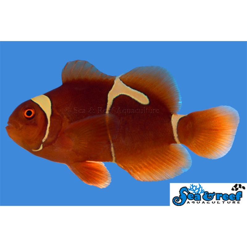 Goldflake Maroon Clownfish