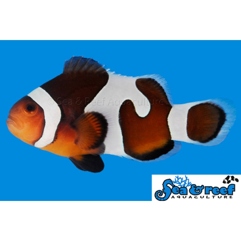 Grade B MochaVinci Clownfish