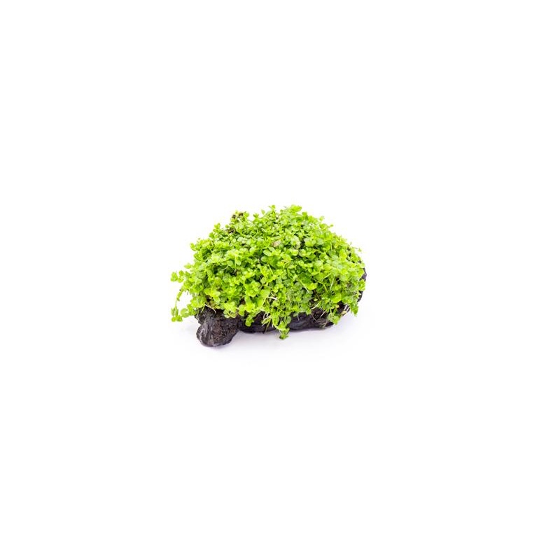 Hemianthus Callitrichoides 'Cuba' (Dwarf Baby Tears) on Stone