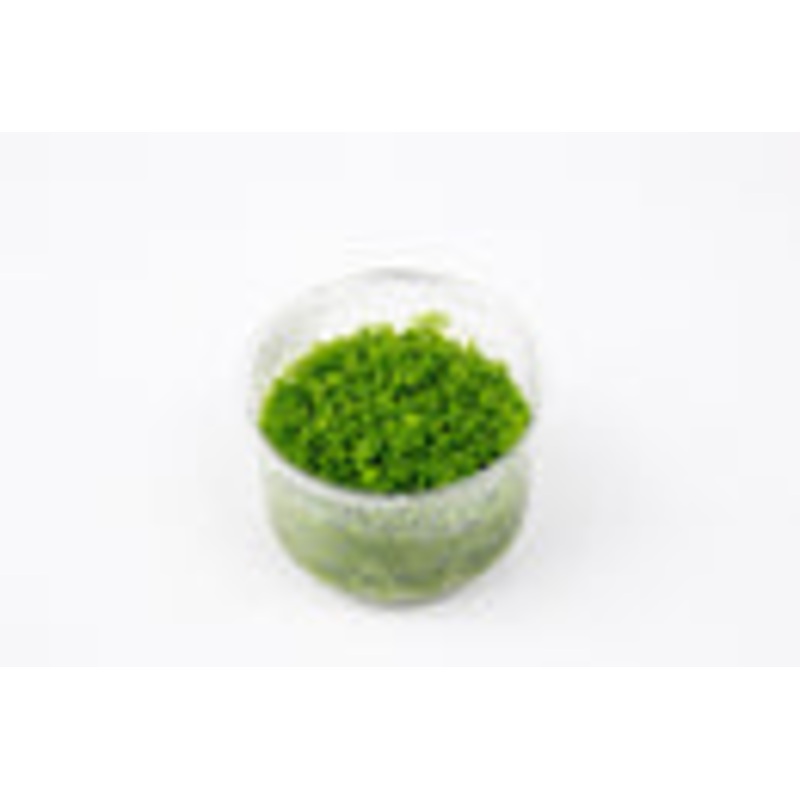 Hemianthus Callitrichoides 'Cuba' UNS Tissue Culture (Dwarf Baby Tears)
