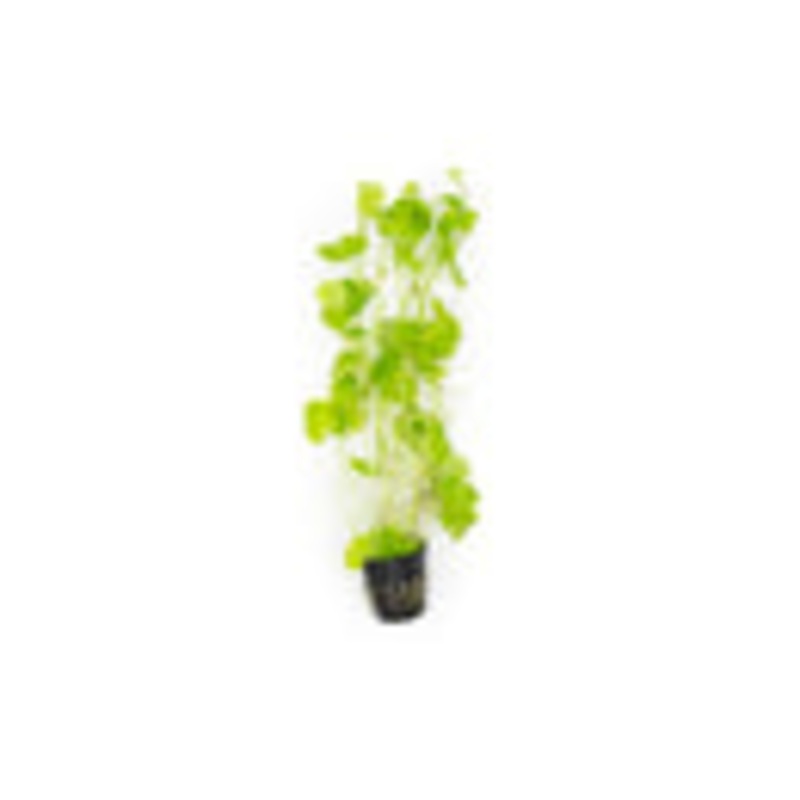 Hydrocotyle Leucocephala