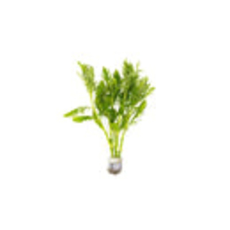 Hygrophila Difformis/ Water Wisteria