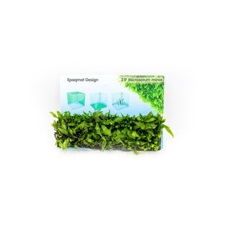 Java Fern Narrow Leaf Minor Epaqmat (Small)