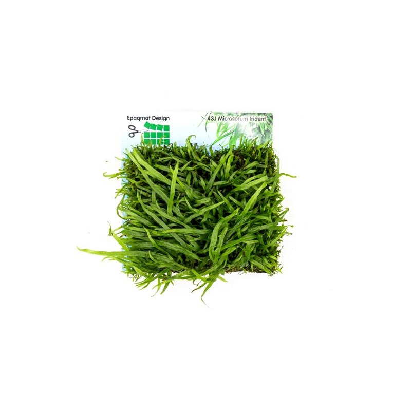 Java Fern Trident Epaqmat (Regular)