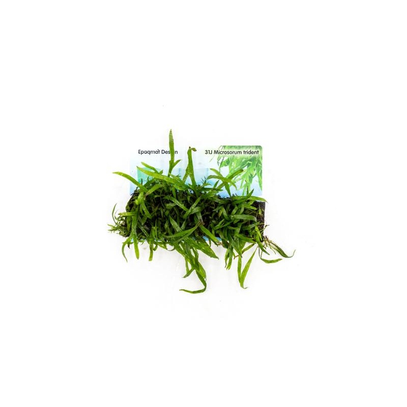 Java Fern Trident Epaqmat (Small)