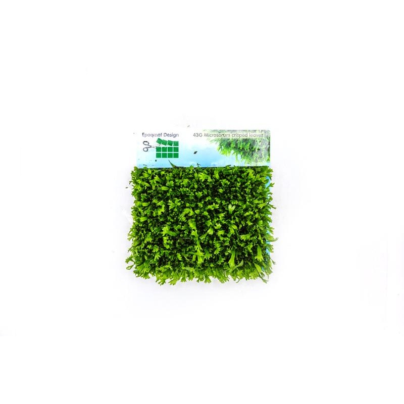 Java Fern 'Windelov' Mini Leaf Epaqmat (Regular)