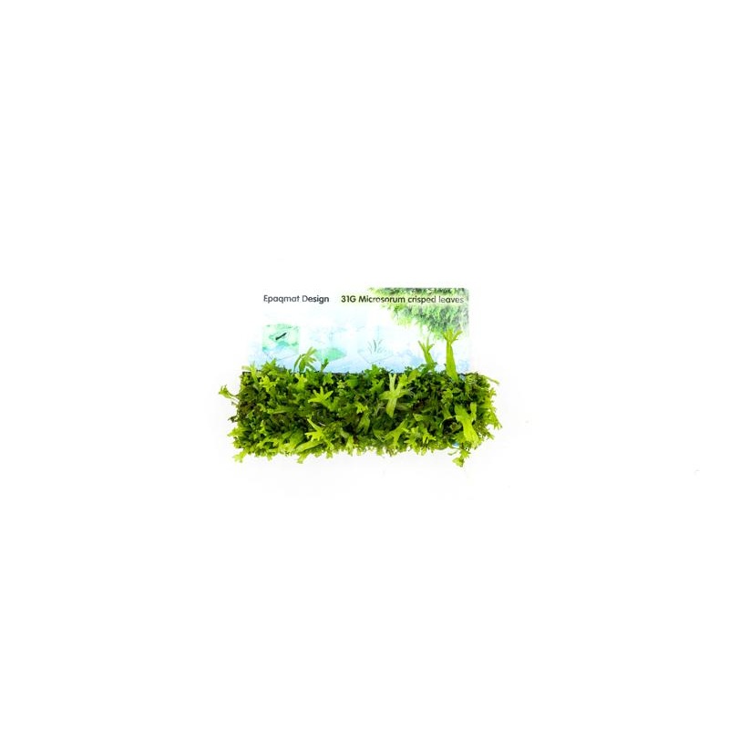Java Fern 'Windelov' Mini Leaf Epaqmat (Small)
