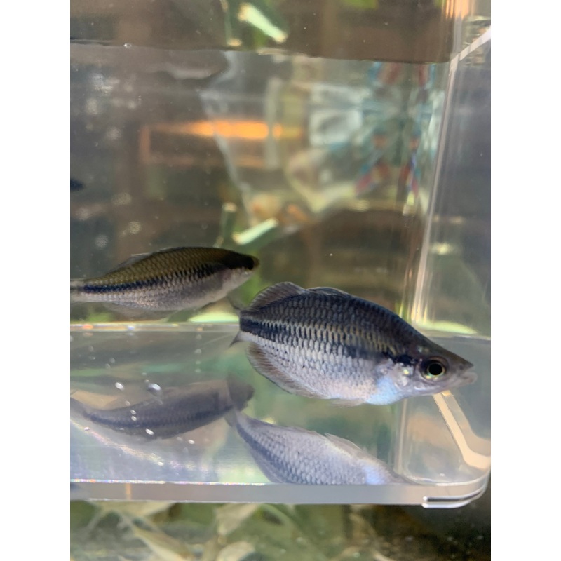 Kamaka Rainbow