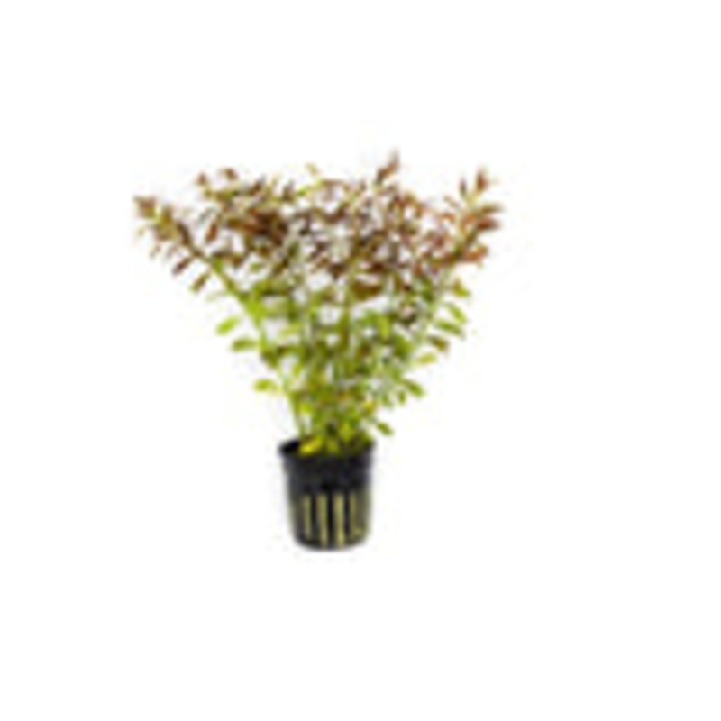 Ludwigia Palustris