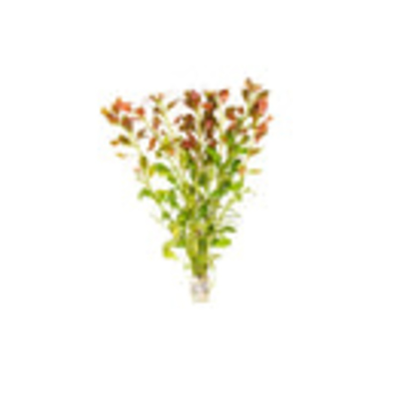 Ludwigia Repens