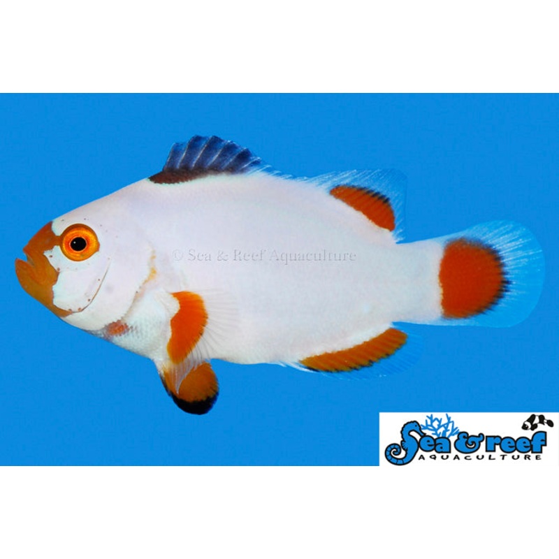 Maine Blizzard Clownfish