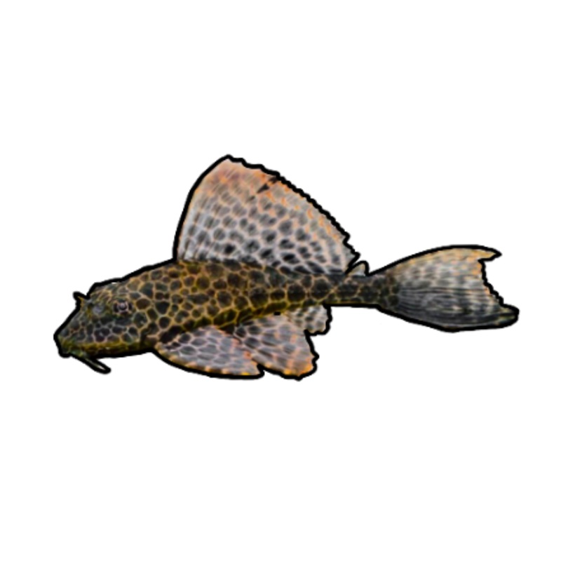 Marble Sailfin Pleco
