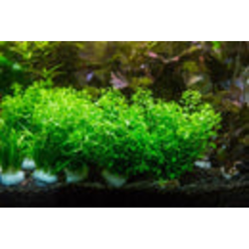 Micranthemum micranthemoides